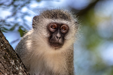 Vervet Monkey
