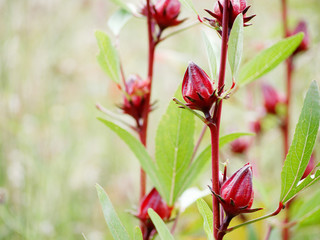 Roselle good properties reduce blood pressure, nourish the heart