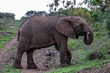 Elephant in the Bush