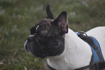 Bouledogue français pose dans la nature 