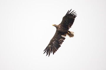 White Tail Eagle, Haliaeetus albicilla