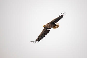 White Tail Eagle, Haliaeetus albicilla