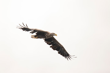 White Tail Eagle, Haliaeetus albicilla