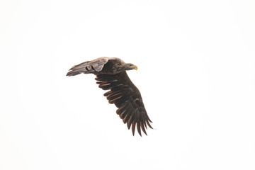 White Tail Eagle, Haliaeetus albicilla