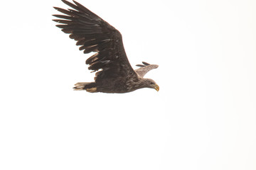 White Tail Eagle, Haliaeetus albicilla