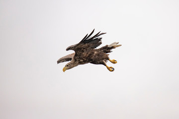 White Tail Eagle, Haliaeetus albicilla