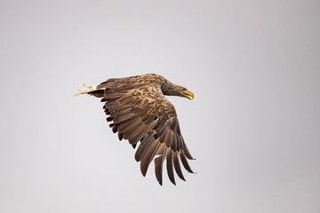 White Tail Eagle, Haliaeetus albicilla