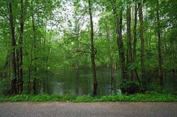 Flooded forest area in Southern Ontario in summer