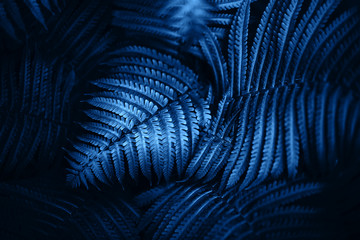 Beautiful fern leaves foliage in blue color. Perfect background for your design