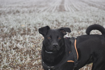 Labrador dans un champs