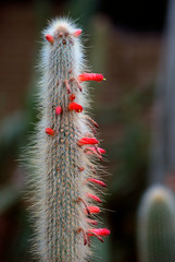 Cleistocactus hyalacanthus cactus