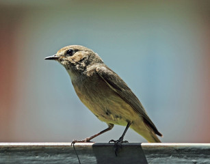 Nightingale bird with big black eyes