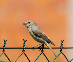Nightingale standing on the fence behind orange background