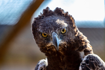 Close up of an Marshal Eagle