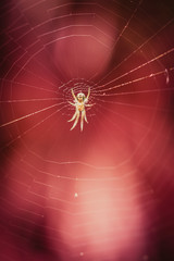 Spider in the centre of a spider web