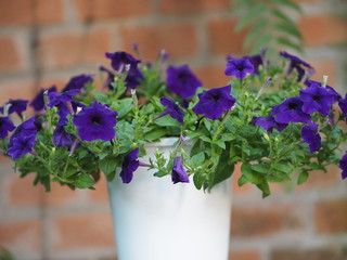purple wave blue color Petunia Hybrida, Solanaceae, name flower bouquet beautiful on blurred of nature background Flowers are single flowers shape is a cone, long neck flower