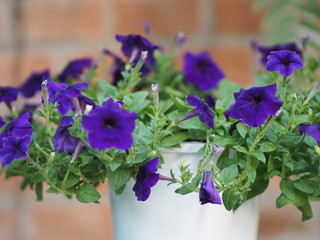 purple wave blue color Petunia Hybrida, Solanaceae, name flower bouquet beautiful on blurred of nature background Flowers are single flowers shape is a cone, long neck flower