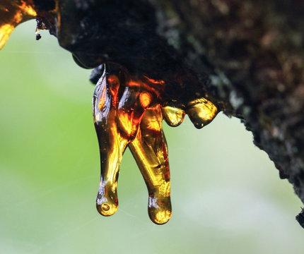 The red, yellow spindle resin hangs on the apricot tree
