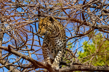 Leopard in a tree