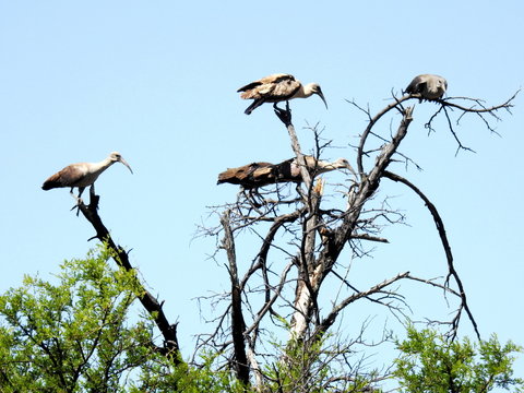 Hadeda perched in dead tree in Camdeboo NP