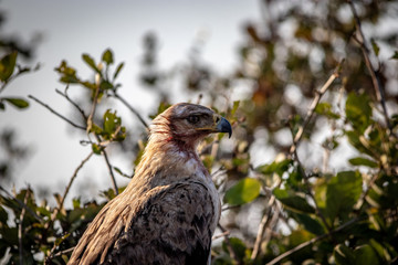 bird of prey