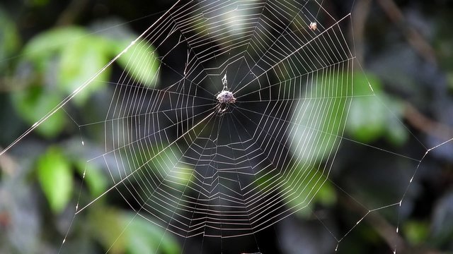 spider on the web pictures