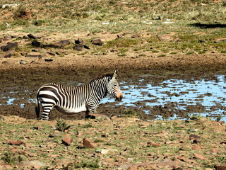 Obraz na płótnie Canvas Mountain zebra at watering spots in Mountain Zebra NP