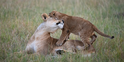 Lion cub standing on mother