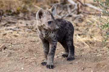 Fototapeta premium hyena in Africa