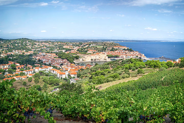 Fototapeta na wymiar Panorama of picturesque Collioure and vineyards on the hills of the Pyrenees, Roussillion-Languedoc, France 
