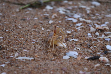 Ghost crab on beach.Crab sand beach close up. Cute crab on sand beach. Sand beach crab looking