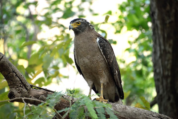 Jim corbett Tiger reserve forest, india