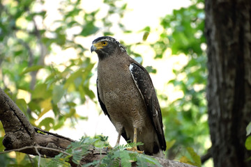 Jim corbett Tiger reserve forest, india