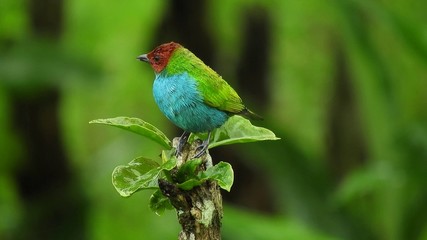 green bird