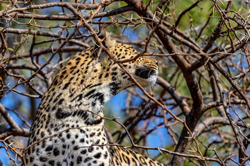 Obraz na płótnie Canvas Leopard in a tree