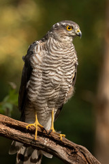 Sparrow hawk, Accipiter nisus