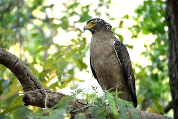 Jim corbett Tiger reserve forest, india