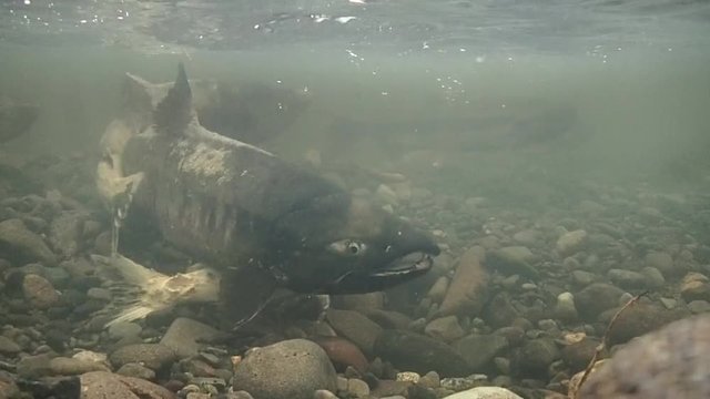 サケの喧嘩