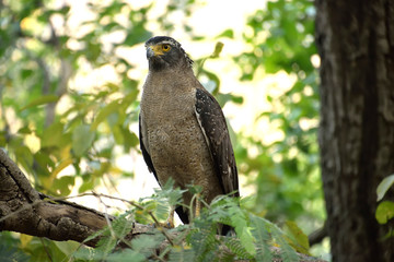 Jim corbett Tiger reserve forest, india