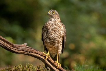 Sparrow hawk, Accipiter nisus