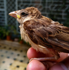 bird of prey