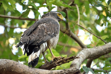 Jim corbett Tiger reserve forest, india