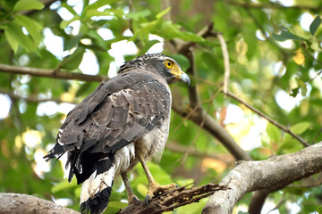 Jim corbett Tiger reserve forest, india