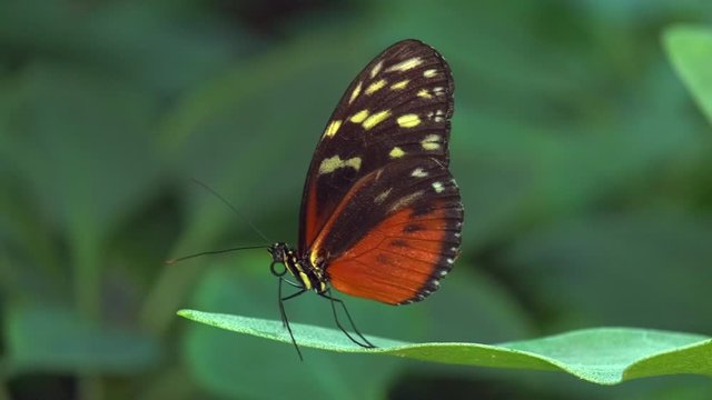 Tiger longwing Butterfly, Heliconius hecale relaxing on a leaf. ProRes 10 Bit Mov.