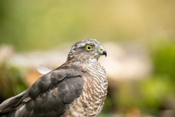 Sparrow hawk, Accipiter nisus