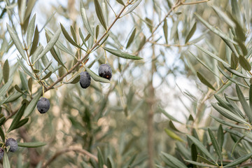 Olive tree with fruit damaged by an insect
