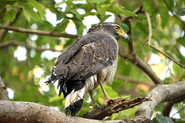 Jim corbett Tiger reserve forest, india