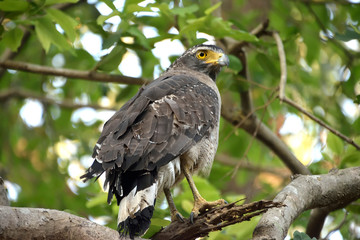 Jim corbett Tiger reserve forest, india