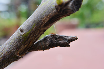 Crisalida mariposa del Limonero o Papilio 02