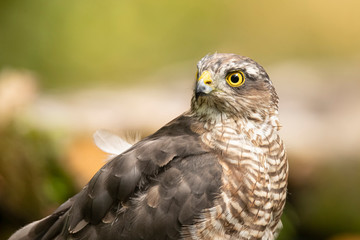 Sparrow hawk, Accipiter nisus